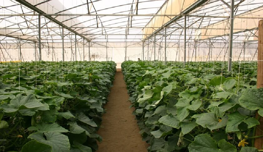  Cultivo de pepino en inverndero. (Foto: Intagri)